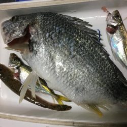 １投目からキビレチヌ釣った。やったぜ＾＾＾